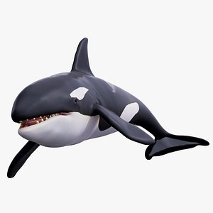 Killer Whale Orca Rigged