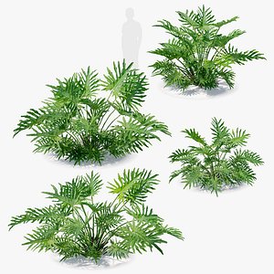 Split leaf philodendron