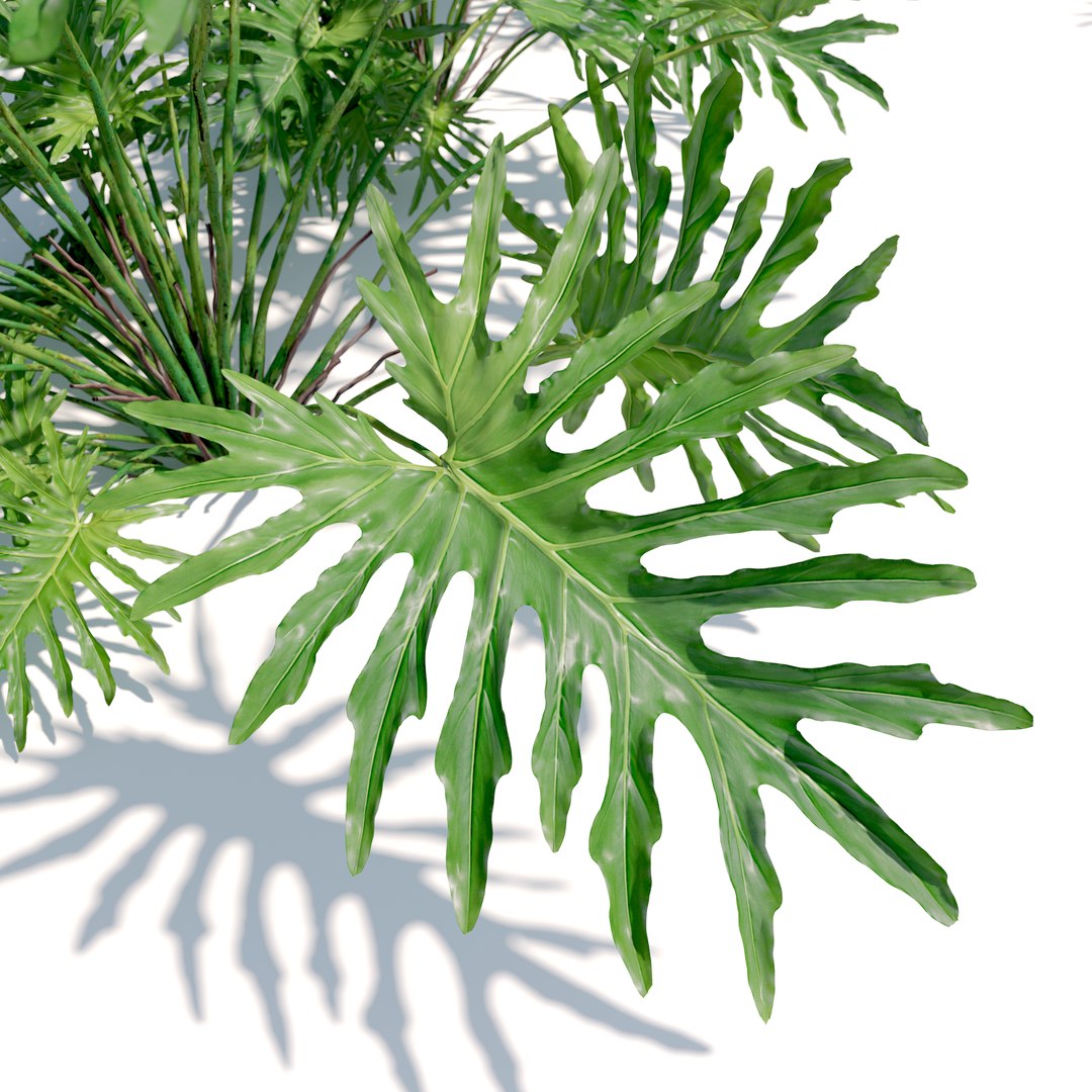 Split leaf philodendron model https://p.turbosquid.com/ts-thumb/5T/uq0dbK/Hh/preview5/jpg/1785907681/1920x1080/fit_q87/d97ac1f2e8656139def65c7bd293c19840815f82/preview5.jpg