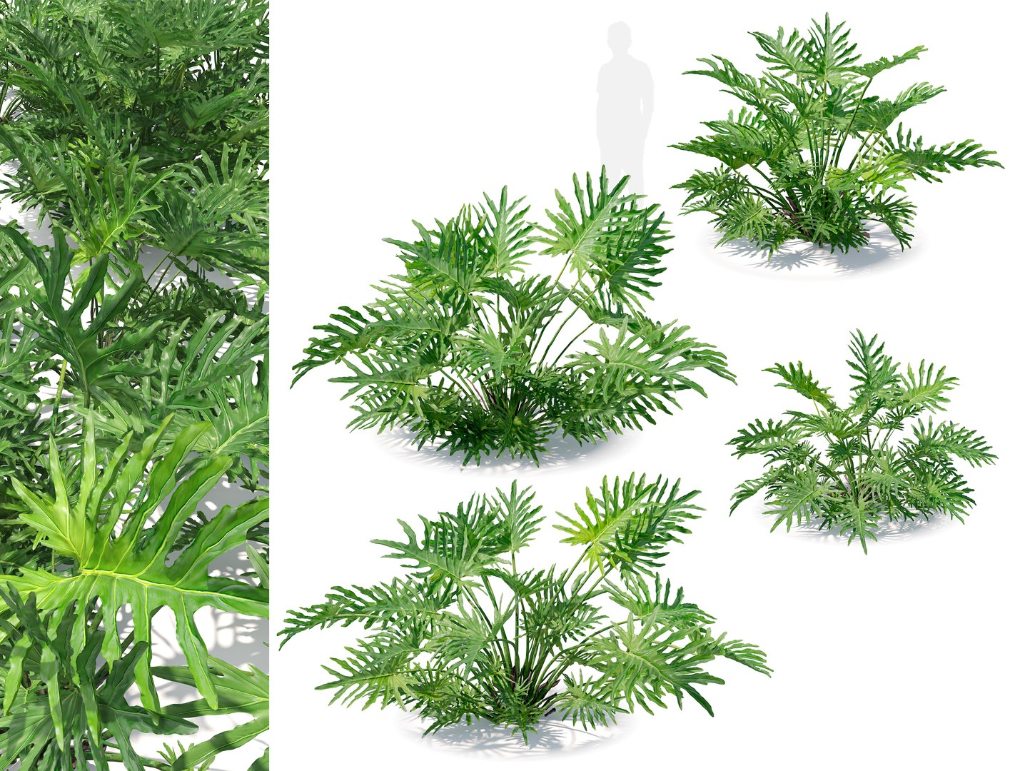 Split leaf philodendron model https://p.turbosquid.com/ts-thumb/5T/uq0dbK/lE/preview1cgt/jpg/1785907679/1920x1080/fit_q87/15f641620bc4495d1ee288e5269725850a7cec3d/preview1cgt.jpg