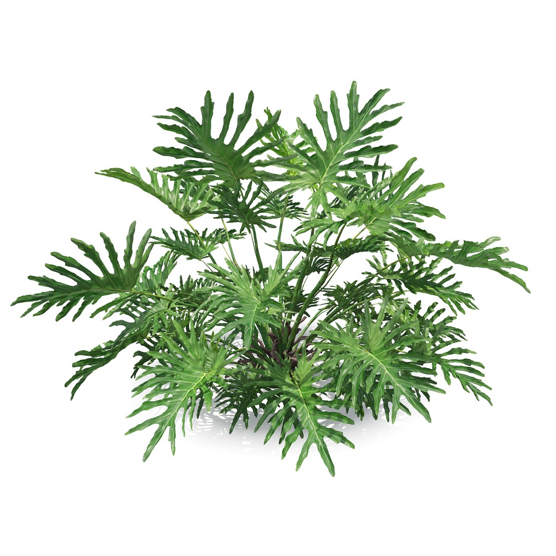 Split leaf philodendron model https://p.turbosquid.com/ts-thumb/5T/uq0dbK/wk/preview2/jpg/1785907677/1920x1080/fit_q87/83315588c3922aaa5cd8433886da9ae6c92da26f/preview2.jpg