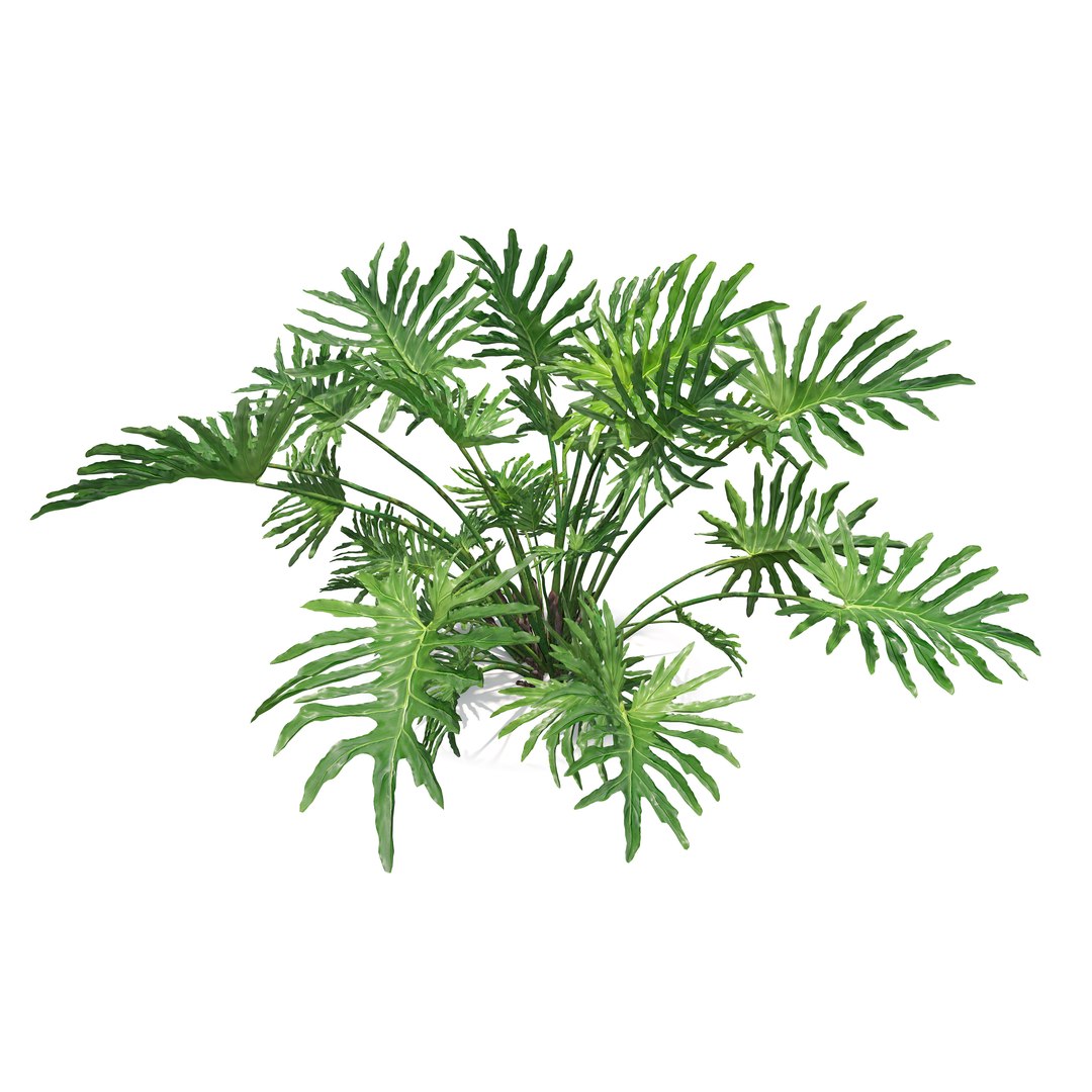 Split leaf philodendron model https://p.turbosquid.com/ts-thumb/5T/uq0dbK/y8/preview3/jpg/1785907678/1920x1080/fit_q87/4daa8f20213d8d05f3455f7514a9eb701e8e3530/preview3.jpg