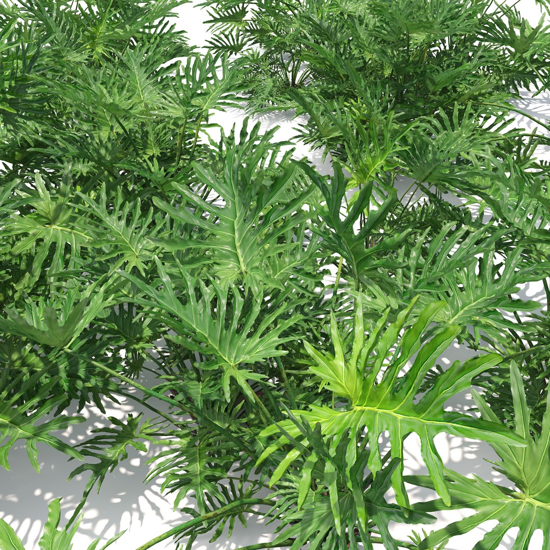 Split leaf philodendron model https://p.turbosquid.com/ts-thumb/5T/uq0dbK/yJ/preview4/jpg/1785907681/1920x1080/fit_q87/f78cd71b07b9cb66b87ce3882bf843e48cb8c1a9/preview4.jpg