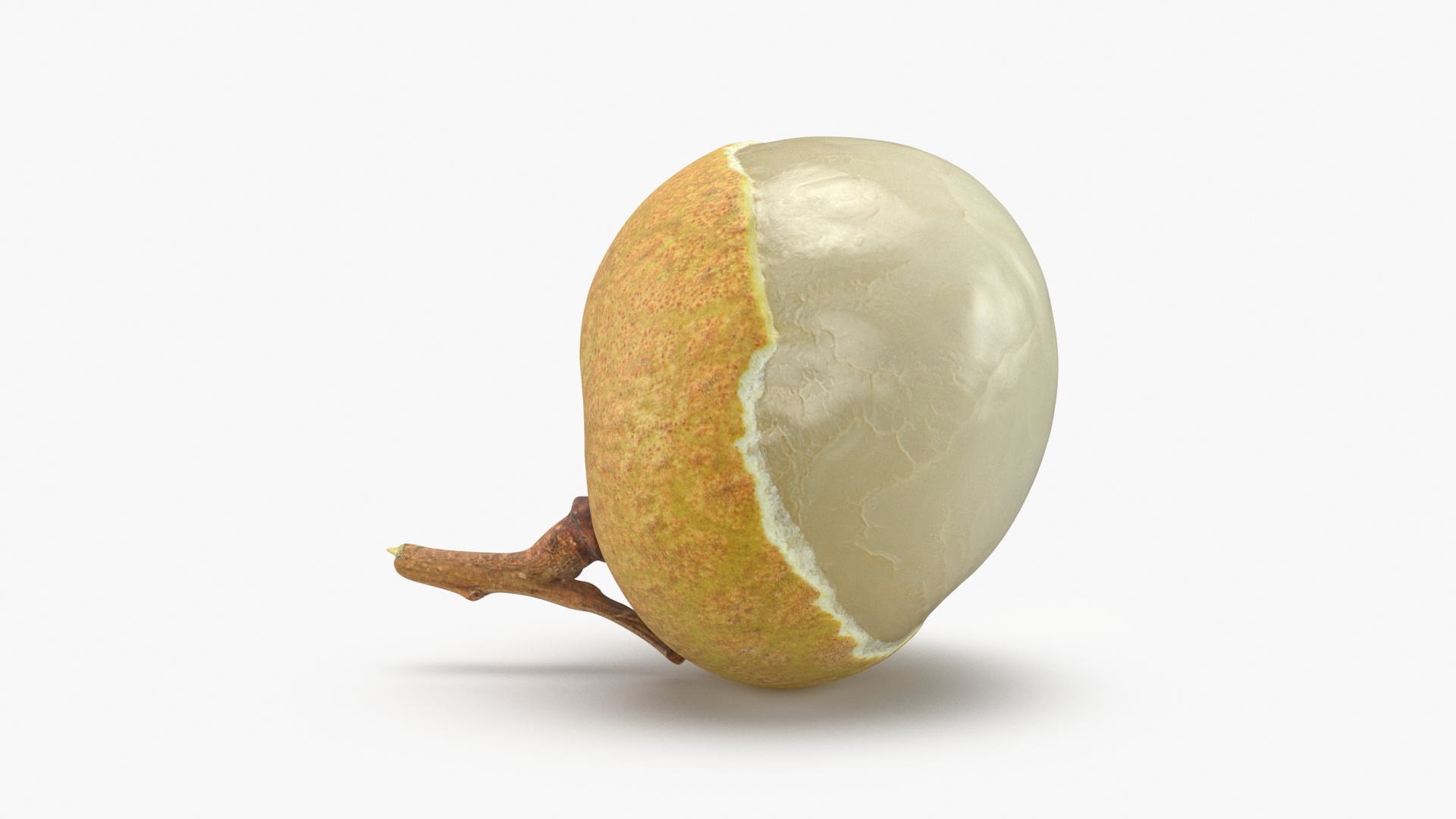 3D model Longan Fruit https://p.turbosquid.com/ts-thumb/5T/v0z8ws/68/longancut01/jpg/1692469532/1920x1080/turn_fit_q99/6c1bb479a0c63e810224801d9359b901cef7bccf/longancut01-1.jpg