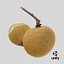 Longan-Frucht