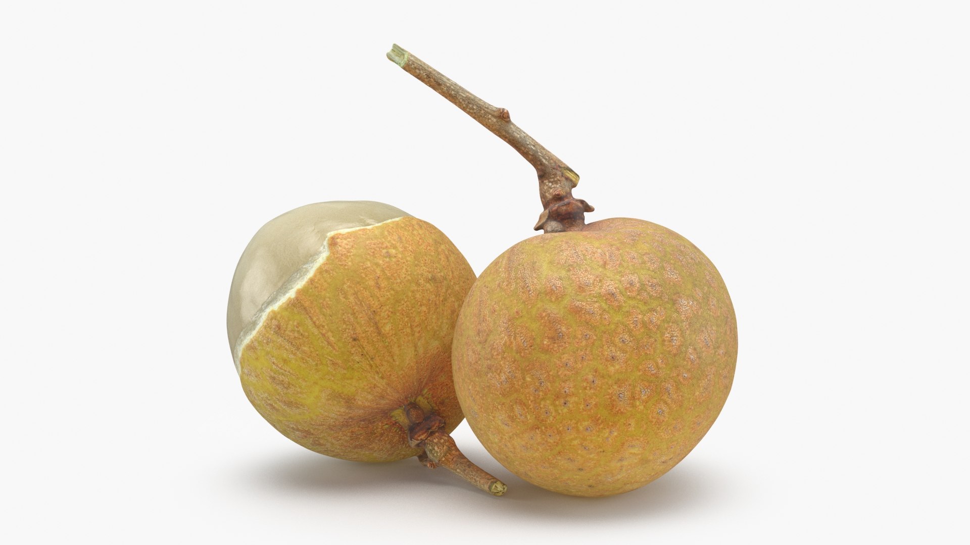 3D model Longan Fruit https://p.turbosquid.com/ts-thumb/5T/v0z8ws/JN/longanfruit_b0008/jpg/1695752824/1920x1080/fit_q87/370d7dd308d3e4839ce810ae2946ac456dfb80af/longanfruit_b0008.jpg