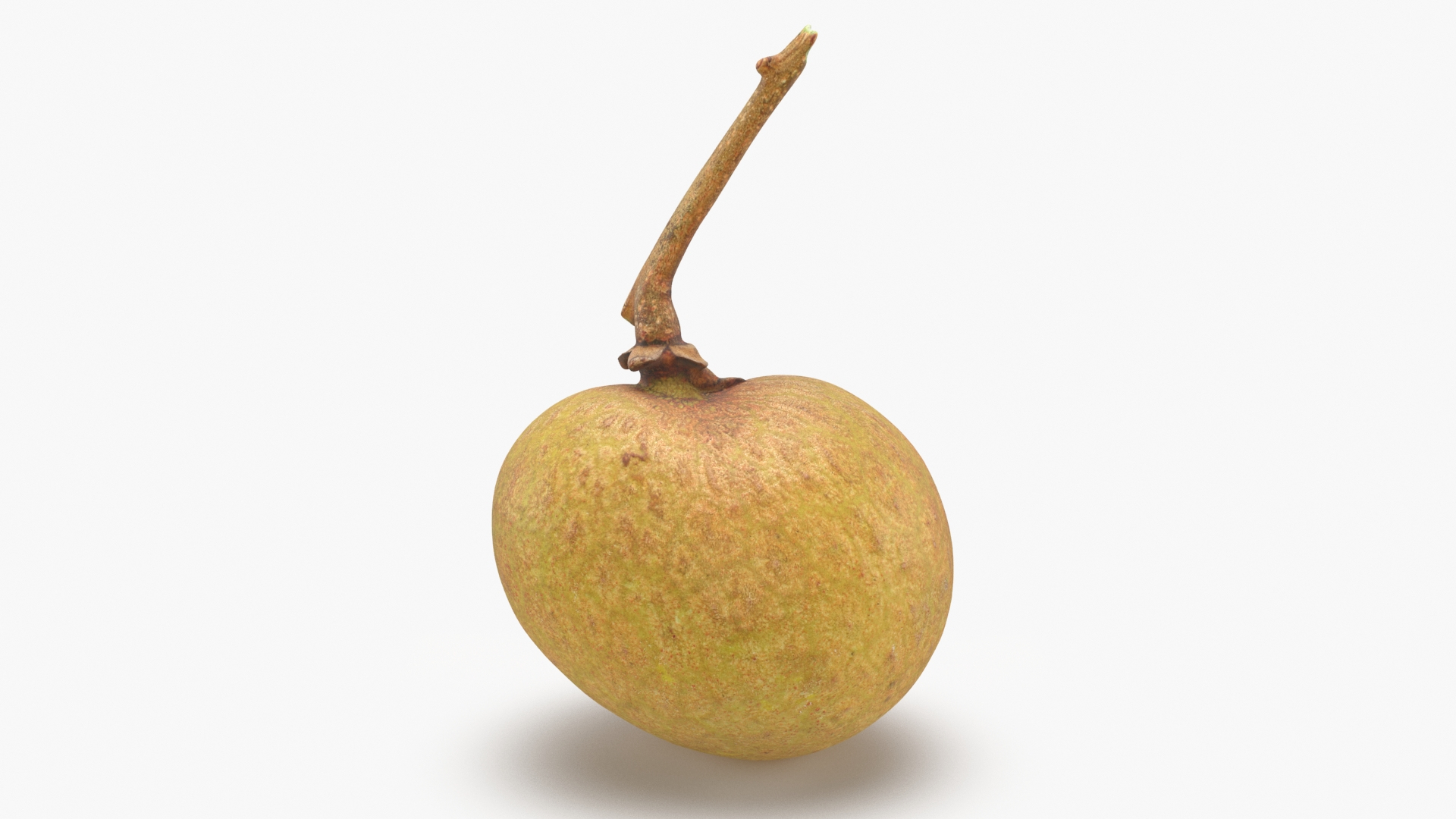 3D model Longan Fruit https://p.turbosquid.com/ts-thumb/5T/v0z8ws/fJ/longan01/jpg/1695752884/1920x1080/turn_fit_q99/71a6f74c4f3ff72aa28d344ca6146cdf39bd93bb/longan01-1.jpg