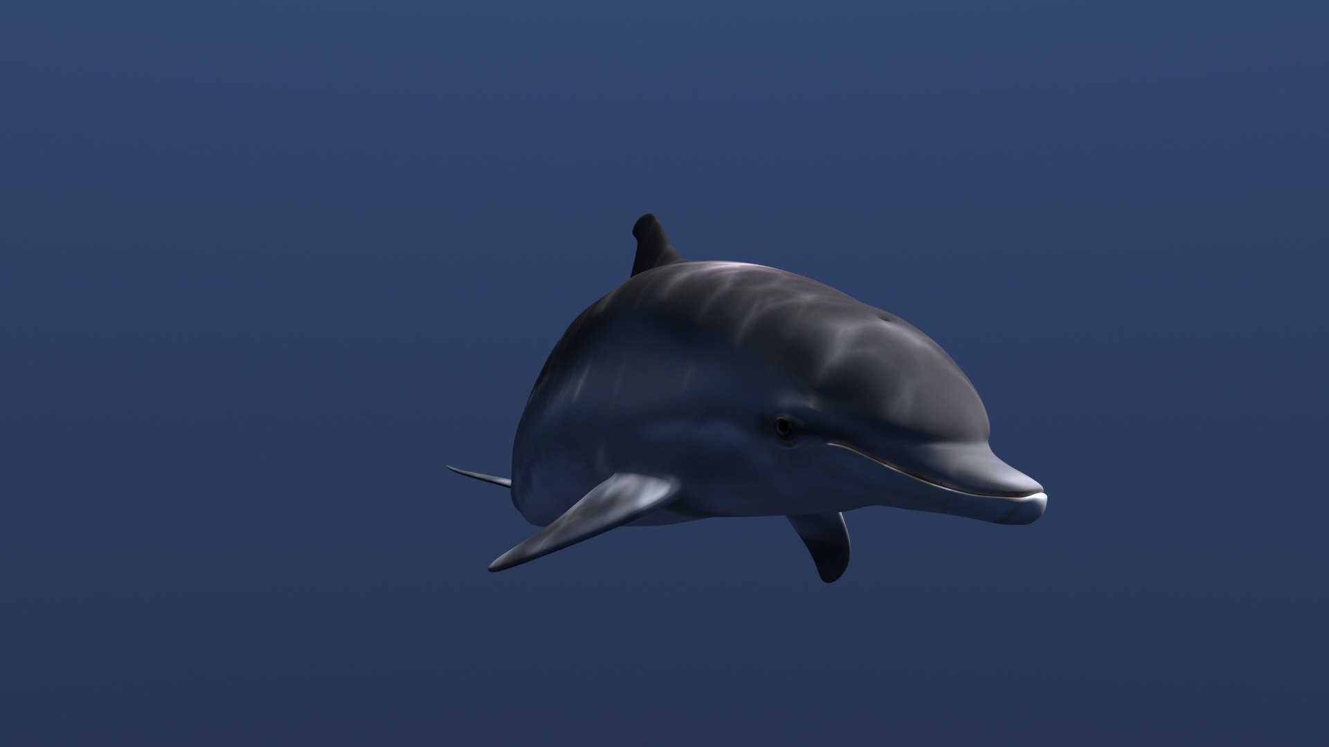 Free Dolphin Model - TurboSquid 1554847