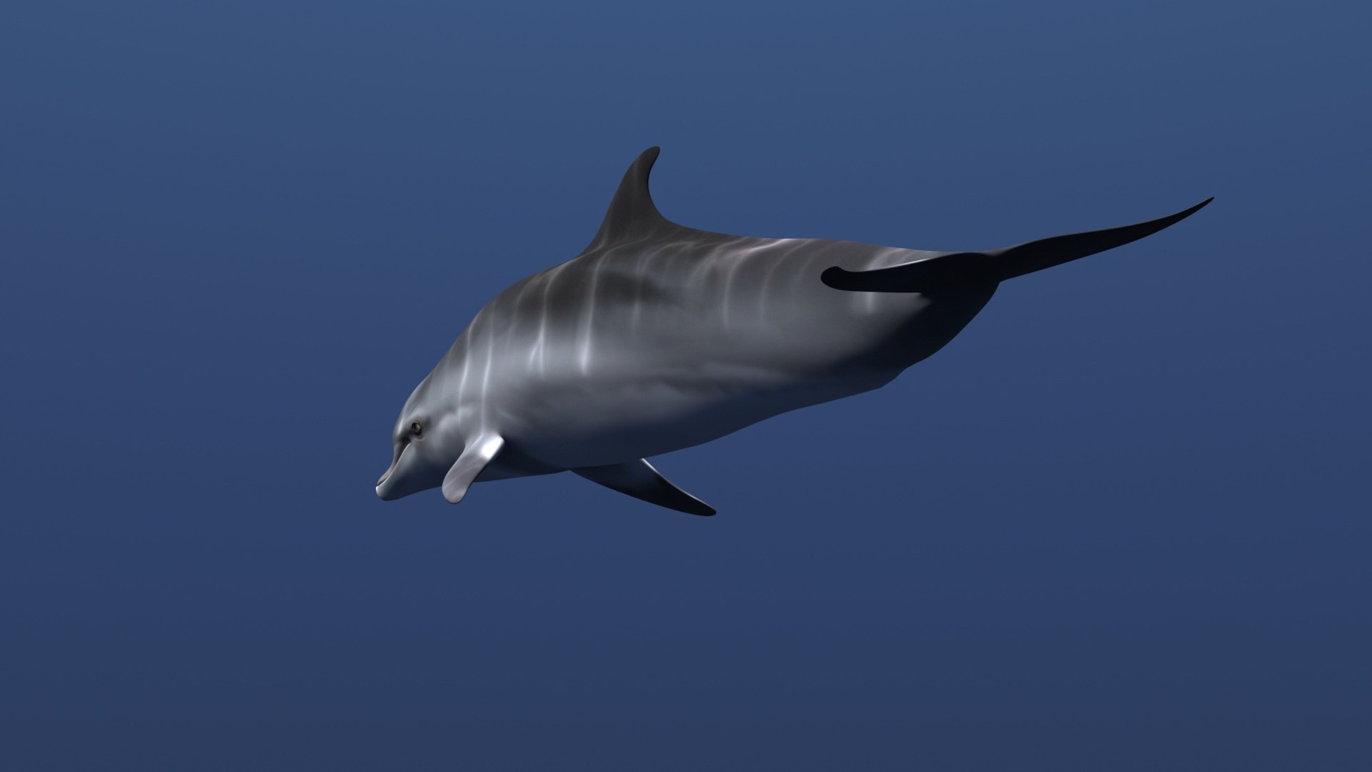 Free Dolphin Model - TurboSquid 1554847