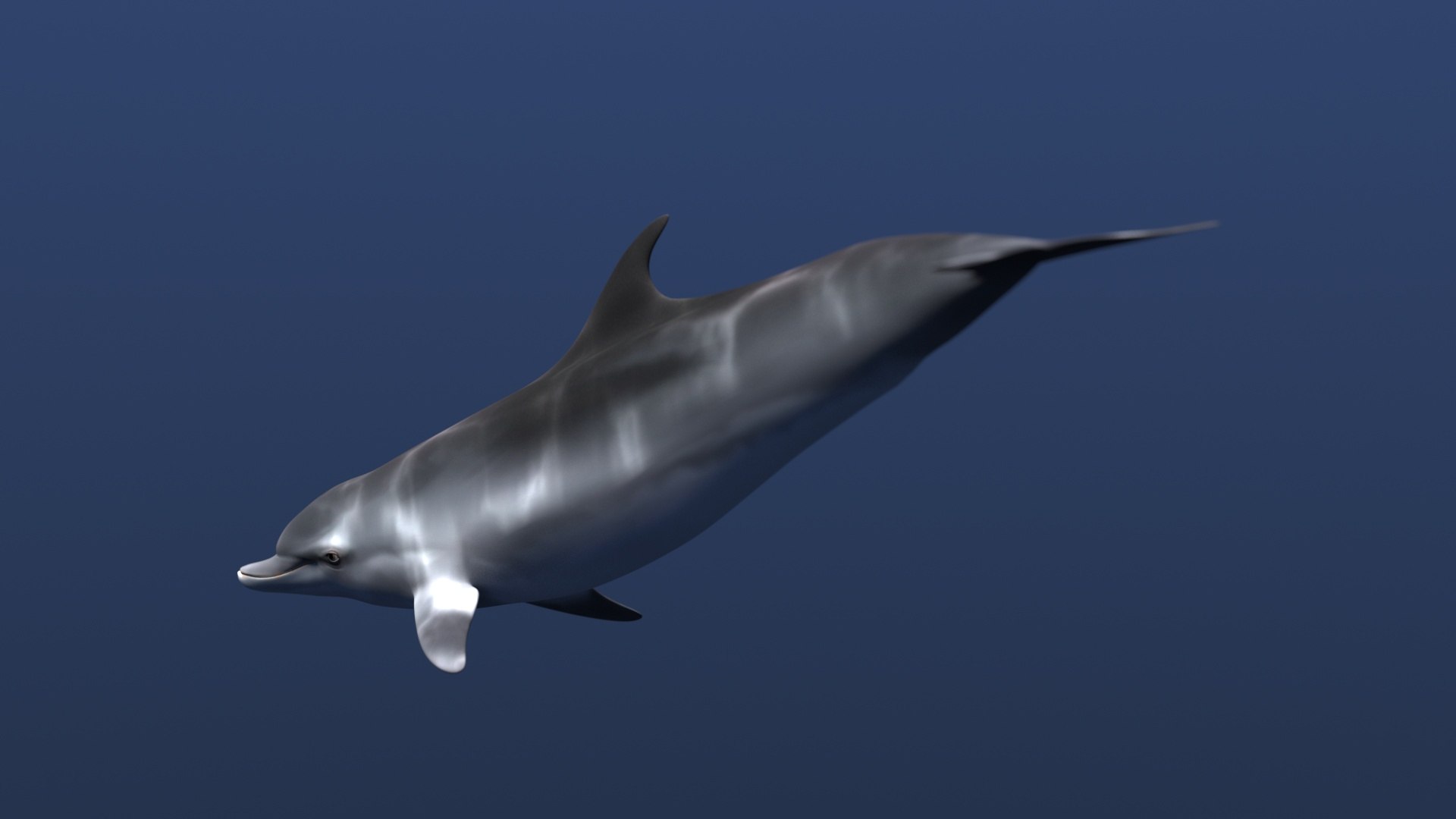 Free Dolphin Model - TurboSquid 1554847