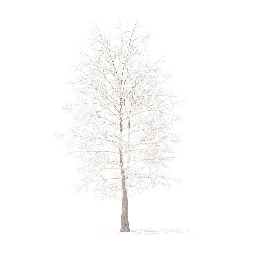 american sweetgum snow 9m 3D https://p.turbosquid.com/ts-thumb/5T/wik56A/7sGfk2oT/cgaxis_models_100_4001/jpg/1524816945/1920x1080/fit_q87/6154a4290c1ababe52ead1feaeae8675a0ed2480/cgaxis_models_100_4001.jpg