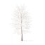 American Sweetgum with Snow 3D Model 9m