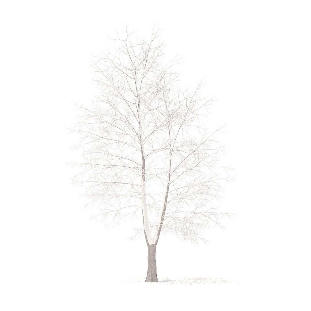 american sweetgum snow 9m 3D https://p.turbosquid.com/ts-thumb/5T/wik56A/9DZMwBQp/cgaxis_models_100_4000/jpg/1524816945/1920x1080/fit_q87/2716a84e92071d3518fd1c27308ed463dd9b4fce/cgaxis_models_100_4000.jpg