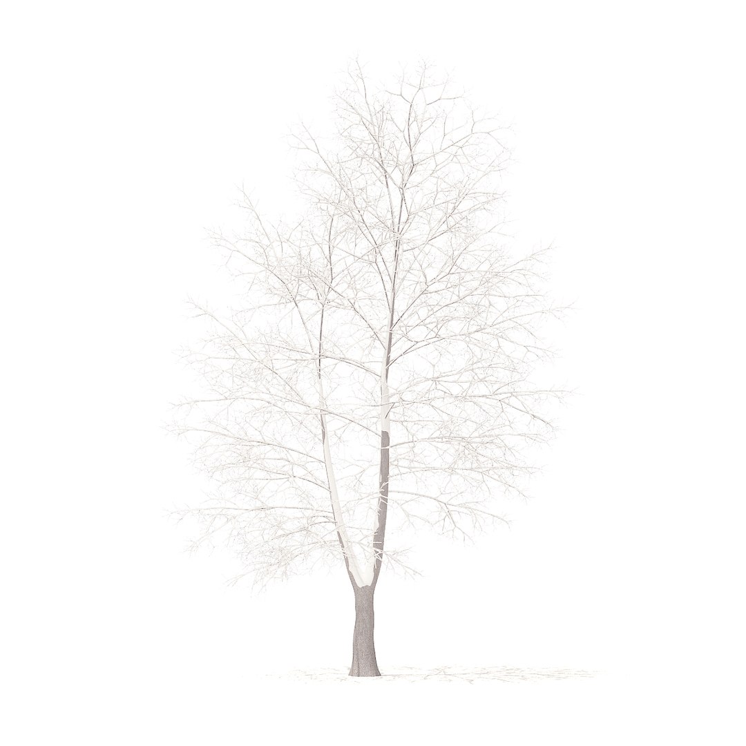 american sweetgum snow 9m 3D https://p.turbosquid.com/ts-thumb/5T/wik56A/P8DTWQOp/cgaxis_models_100_4002/jpg/1524816945/1920x1080/fit_q87/2296fcf8e8c8dcecd97998642abc5ccfe20e09c4/cgaxis_models_100_4002.jpg