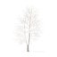 American Sweetgum with Snow 3D Model 9m