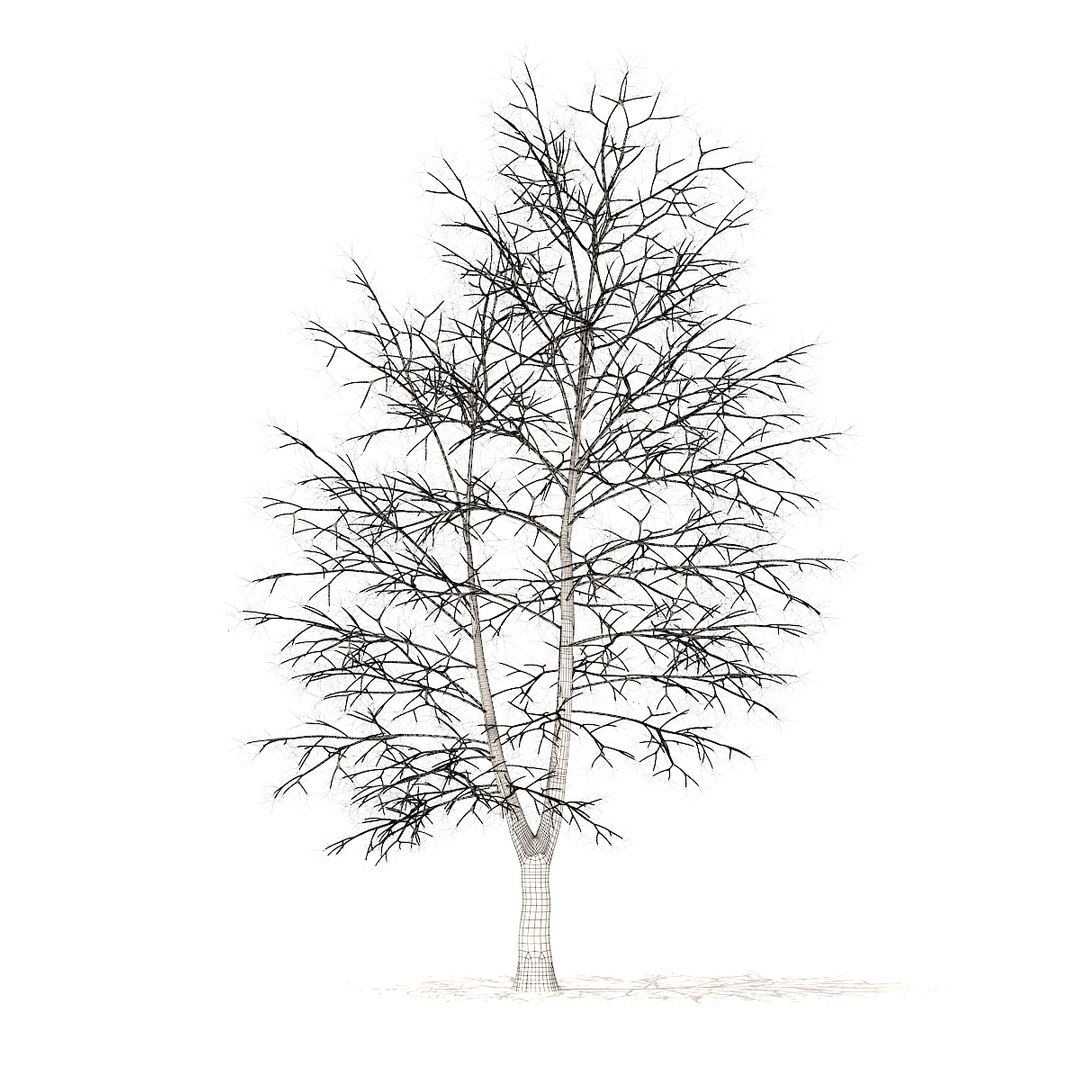 american sweetgum snow 9m 3D https://p.turbosquid.com/ts-thumb/5T/wik56A/T55aBsP2/cgaxis_models_100_4002grid/jpg/1524816945/1920x1080/fit_q87/98982de568e689e9691b80c7ca5182873efe1dd7/cgaxis_models_100_4002grid.jpg