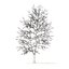 American Sweetgum with Snow 3D Model 9m