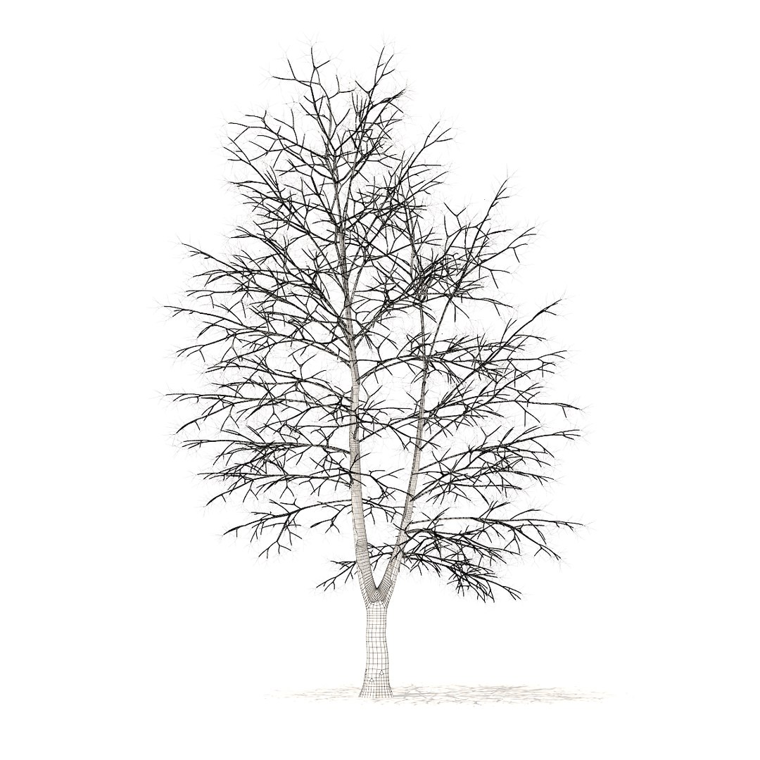 american sweetgum snow 9m 3D https://p.turbosquid.com/ts-thumb/5T/wik56A/XXpQQaLG/cgaxis_models_100_4000grid/jpg/1524816945/1920x1080/fit_q87/673422cc318c6c2935e66a1197e839bec0ba6bc4/cgaxis_models_100_4000grid.jpg