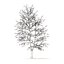 American Sweetgum with Snow 3D Model 9m