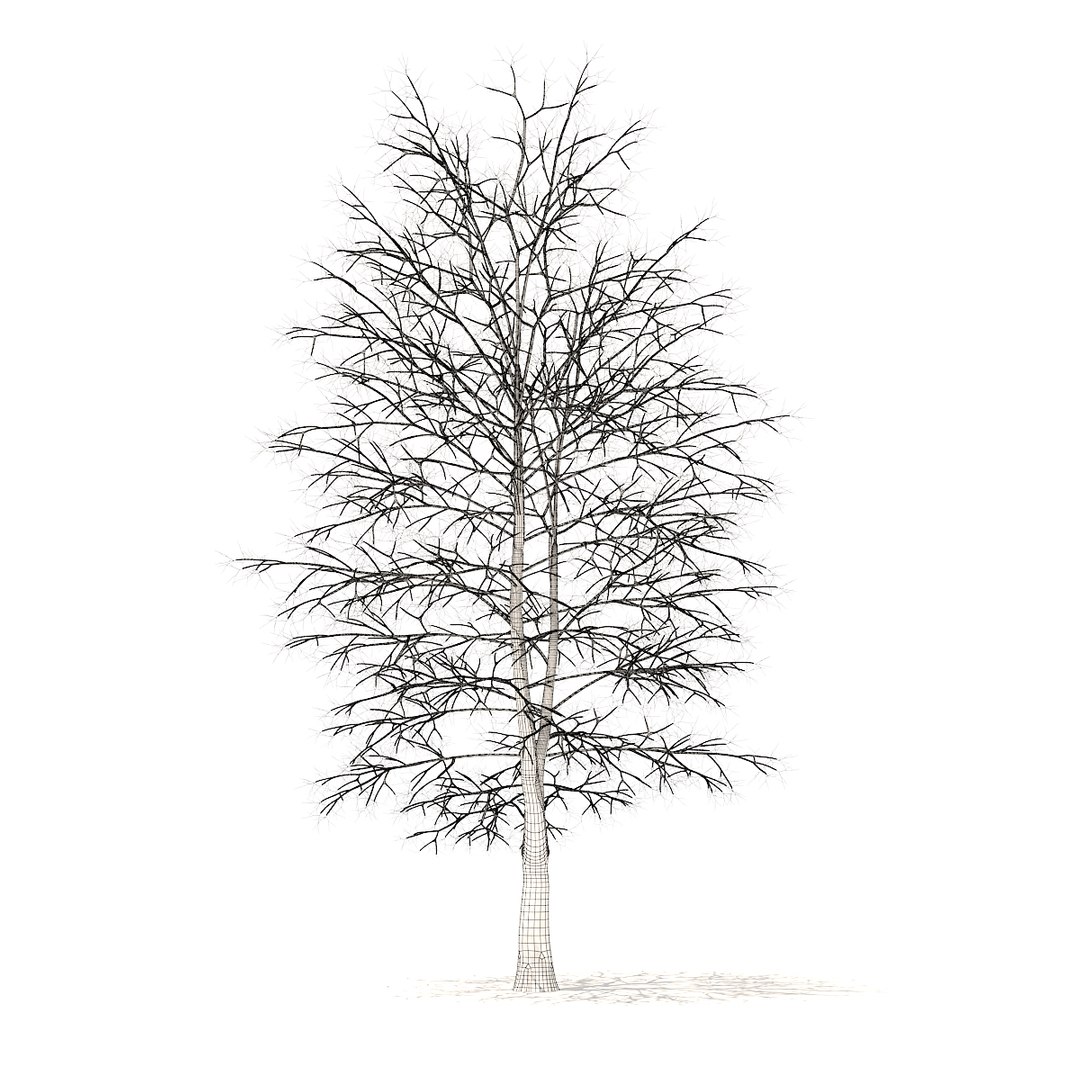 american sweetgum snow 9m 3D https://p.turbosquid.com/ts-thumb/5T/wik56A/bWZJnUP3/cgaxis_models_100_4001grid/jpg/1524816945/1920x1080/fit_q87/a6570e810dd876f267a19a9cc777fd224dd44c3c/cgaxis_models_100_4001grid.jpg