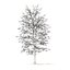 American Sweetgum with Snow 3D Model 9m