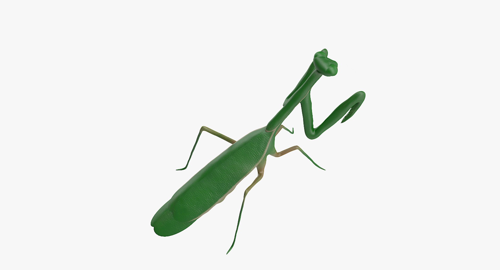 Mantis 3D Model - TurboSquid 1275750