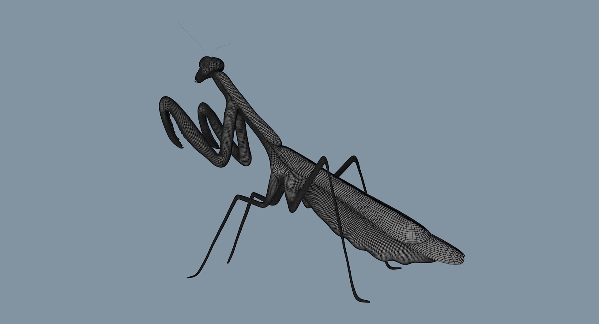 Mantis 3D Model - TurboSquid 1275750