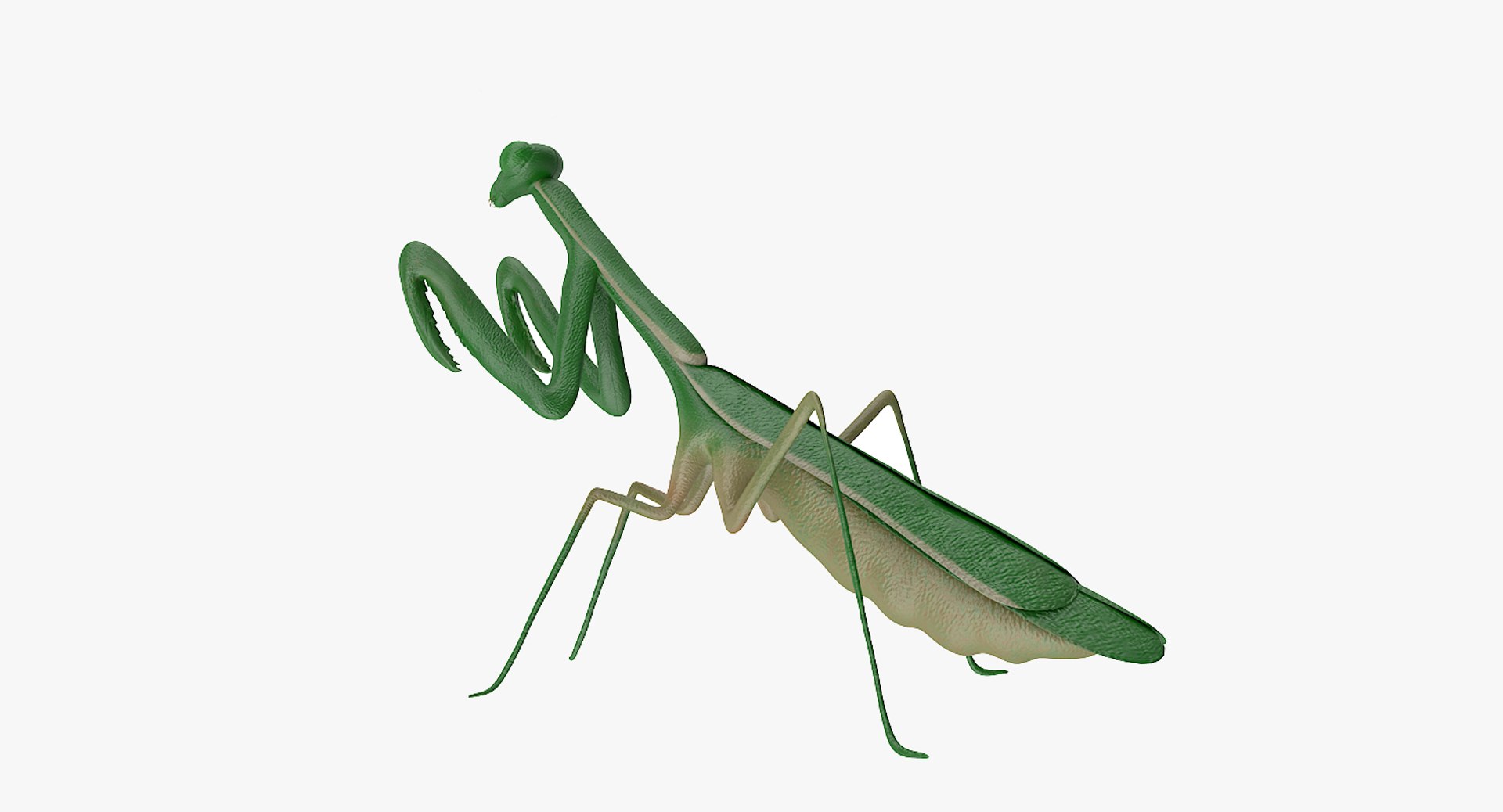 Mantis 3D Model - TurboSquid 1275750
