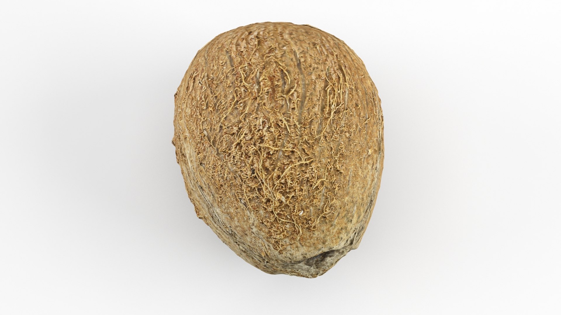 Coconut 3d Model