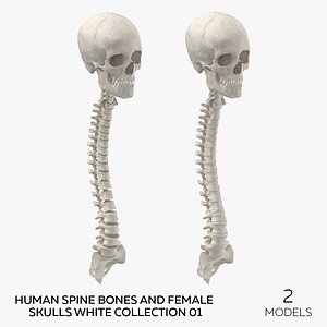 3D Human Spine Bones and Female Skulls White Collection 01  - 2 models model