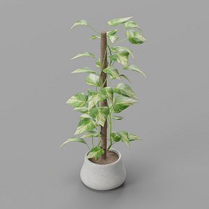 Decorative Epipremnum 3D model