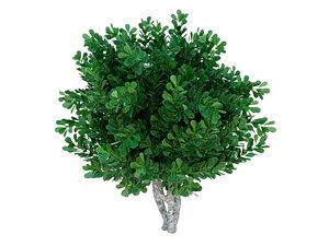 CLUSIA FLUMINENSIS