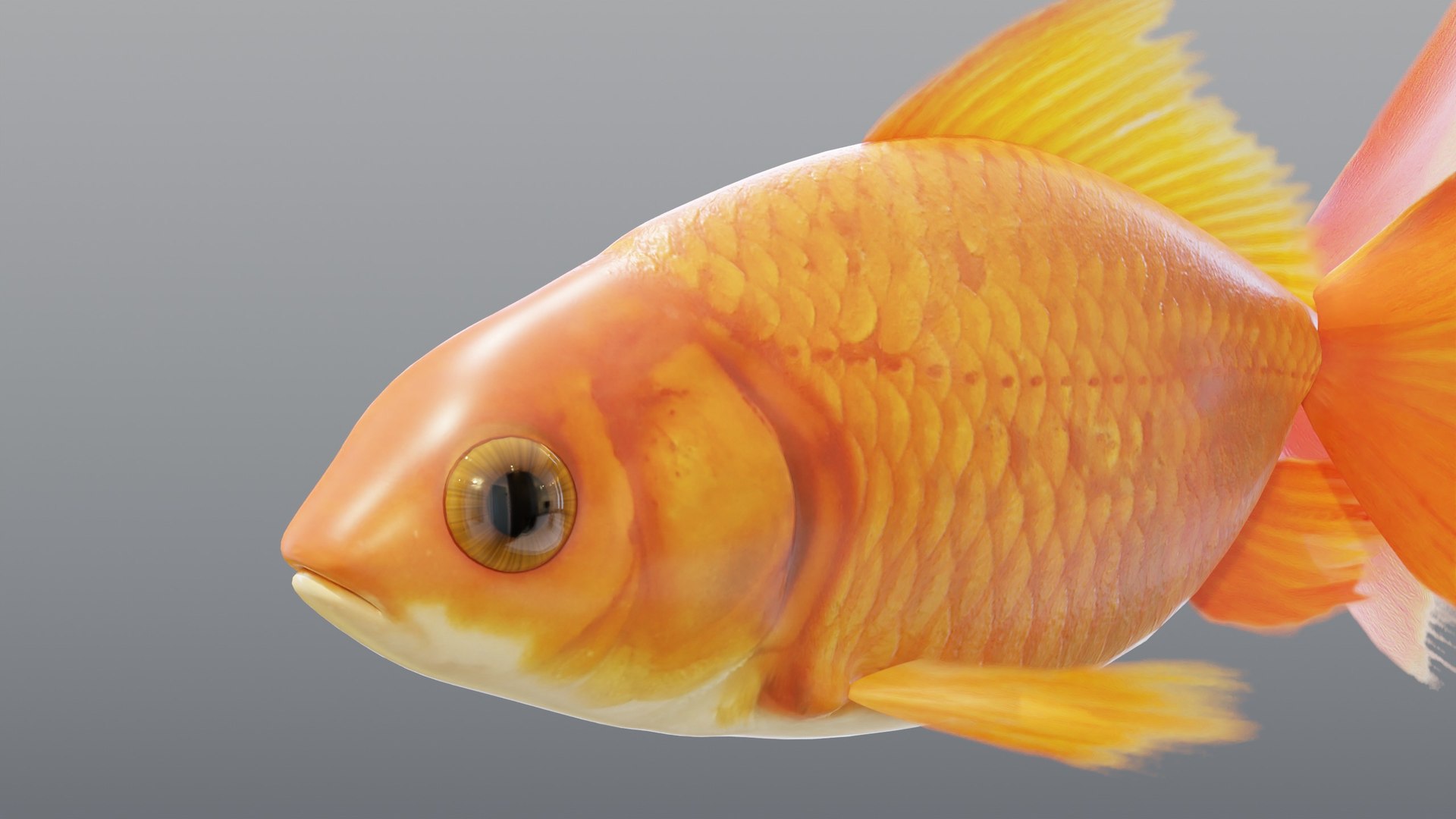 3D Red Goldfish - Static PBR https://p.turbosquid.com/ts-thumb/5U/BCkS1R/D2/07_goldfishredstatic_07_head/jpg/1791930582/1920x1080/fit_q87/0c71ba5c72feb201bb4644682e4044091b3049f3/07_goldfishredstatic_07_head.jpg
