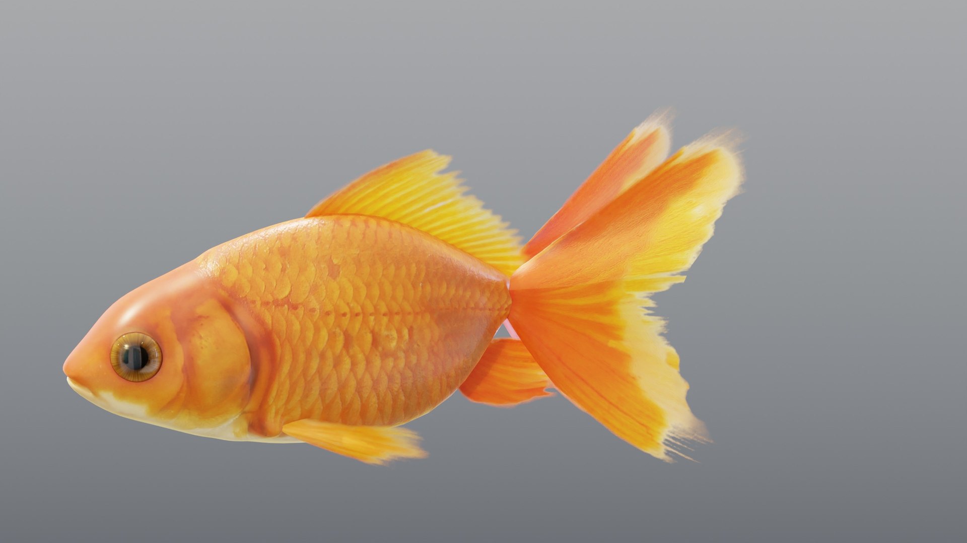 3D Red Goldfish - Static PBR https://p.turbosquid.com/ts-thumb/5U/BCkS1R/FM/02_goldfishredstatic_02_hero/jpg/1791930527/1920x1080/fit_q87/d4332e8315ab21c88f9527f06b8db2ccb2f65e3e/02_goldfishredstatic_02_hero.jpg