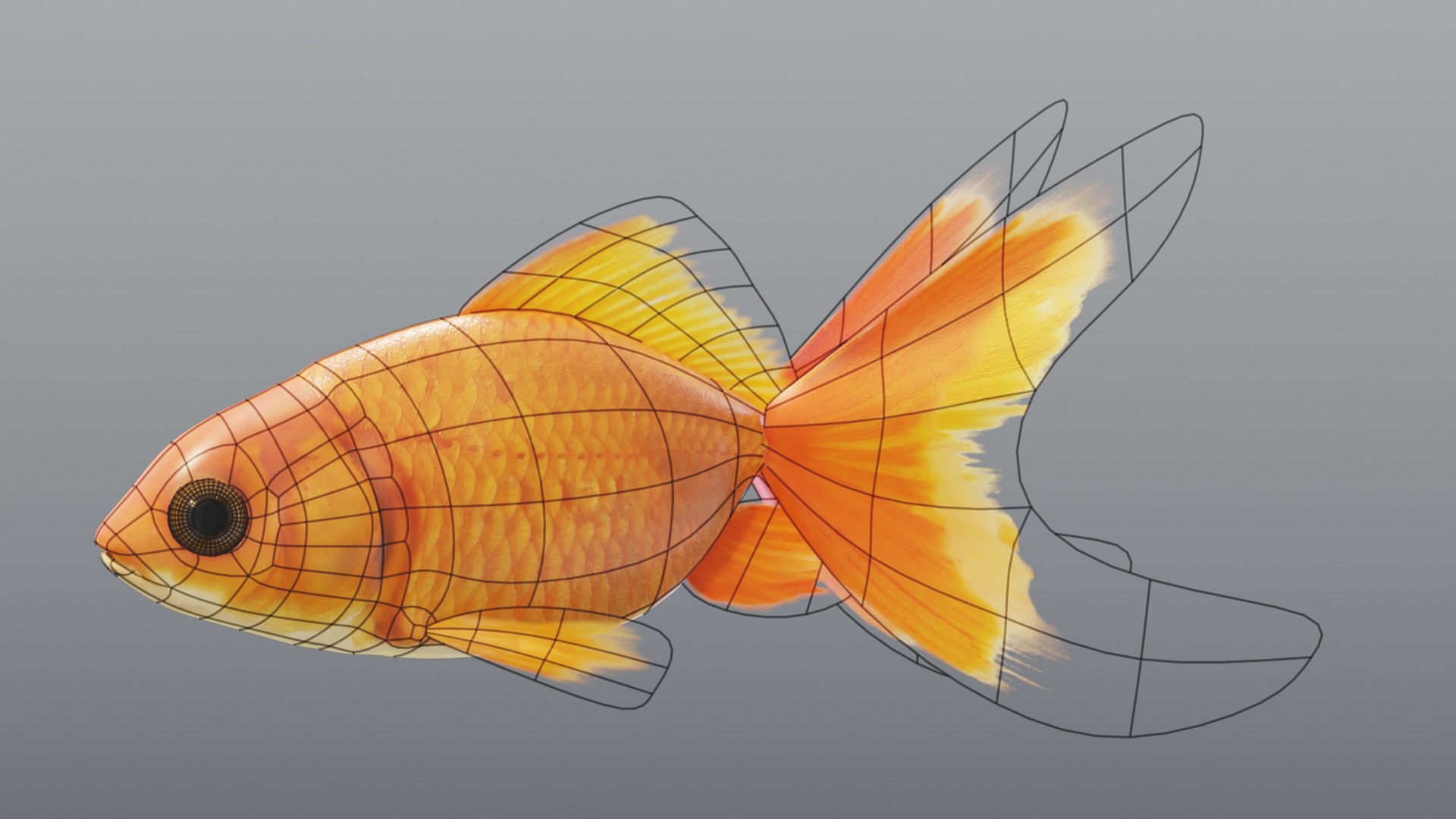 3D Red Goldfish - Static PBR https://p.turbosquid.com/ts-thumb/5U/BCkS1R/ui/08_goldfishredstatic_08_wire/jpg/1791930591/1920x1080/fit_q87/bde05759409f22e03f659402c5438663d6c40c68/08_goldfishredstatic_08_wire.jpg