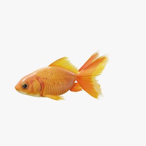 Red Goldfish - Static PBR