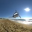 dolphin