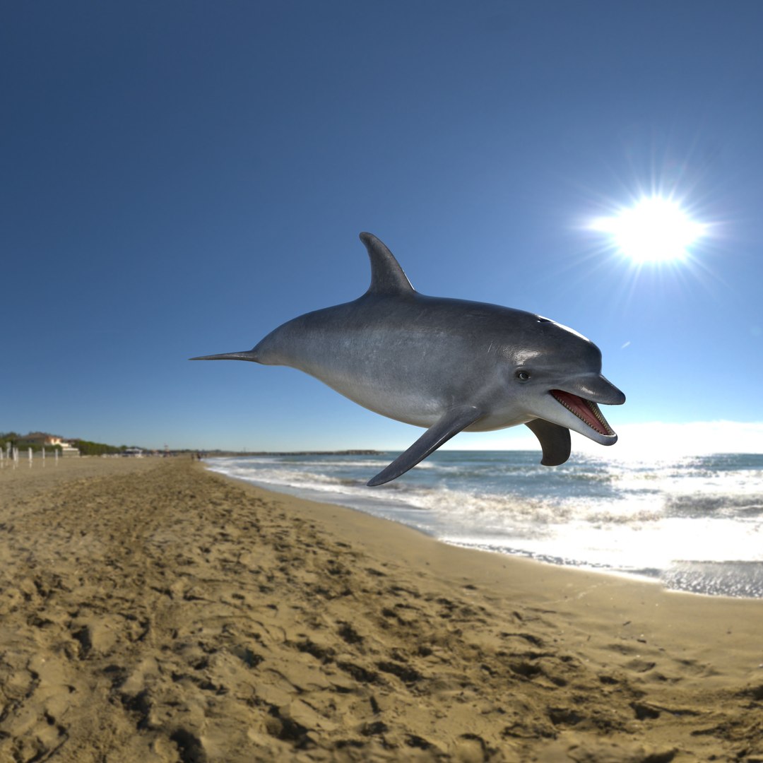 3D model bottlenose dolphin https://p.turbosquid.com/ts-thumb/5U/CIUMEL/3ucHMoAB/image_29/png/1606580110/1920x1080/fit_q87/029e5257d09711299be0c0975c169418810db701/image_29.jpg