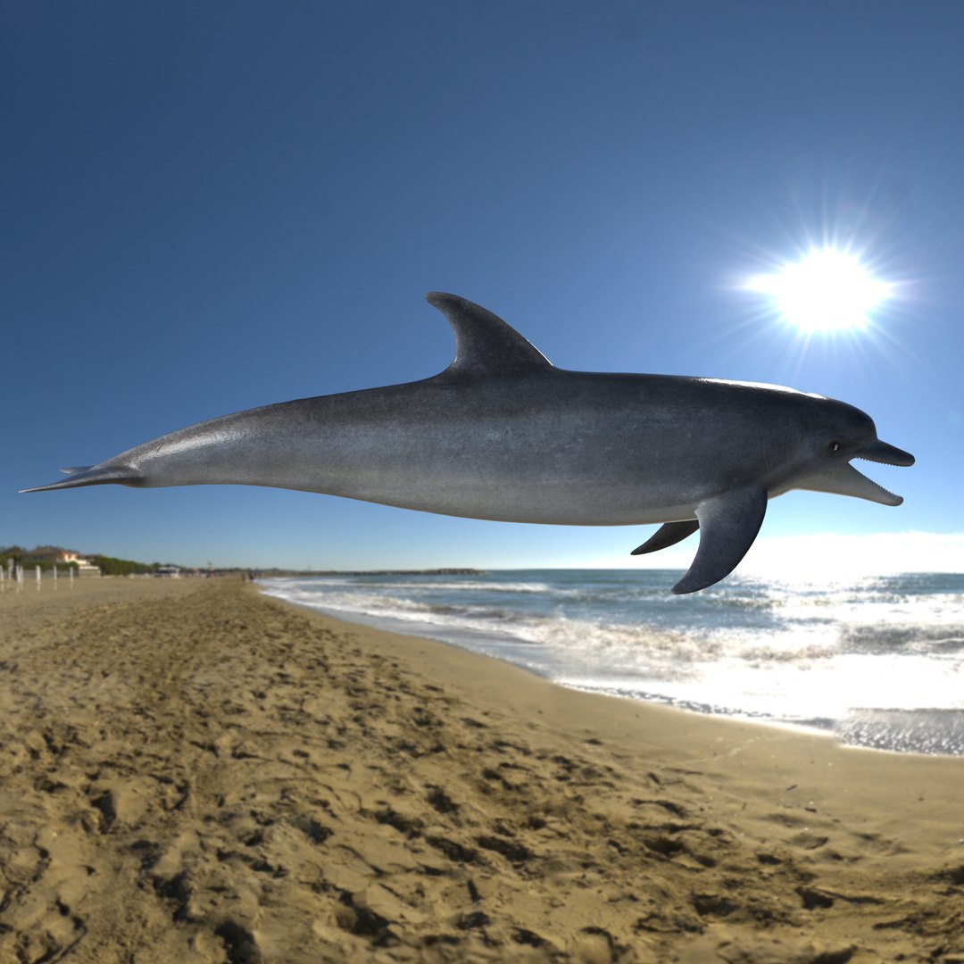 3D model bottlenose dolphin https://p.turbosquid.com/ts-thumb/5U/CIUMEL/8zExj9qU/image_05/png/1606578608/1920x1080/fit_q87/ec856b87aa0db4c04fc6648d3b0f9fa0a6722989/image_05.jpg