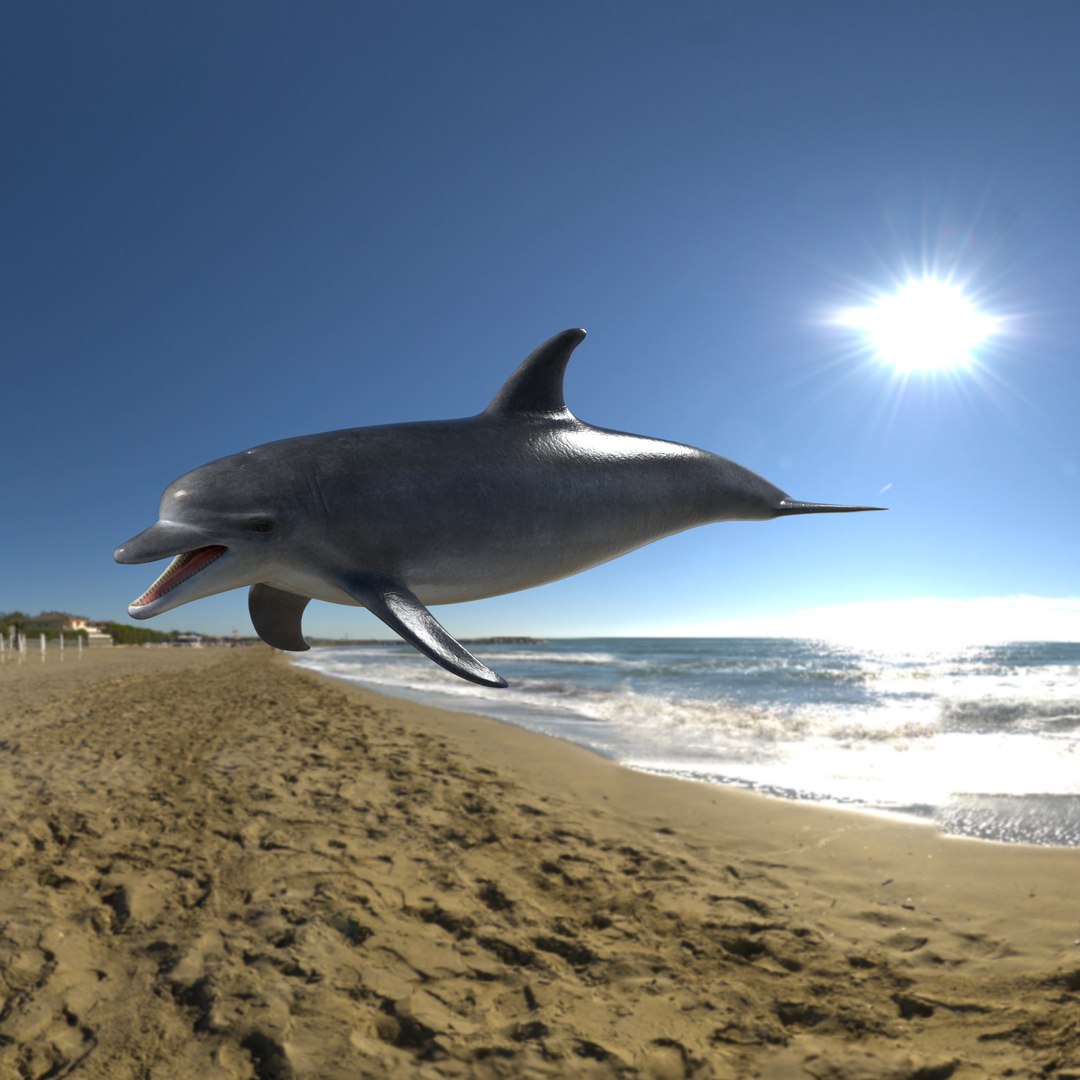 3D model bottlenose dolphin https://p.turbosquid.com/ts-thumb/5U/CIUMEL/HRMOQxlE/image_23/png/1606579468/1920x1080/fit_q87/76413cf0f311200dfa37f23c60fc05b26cf98e8c/image_23.jpg