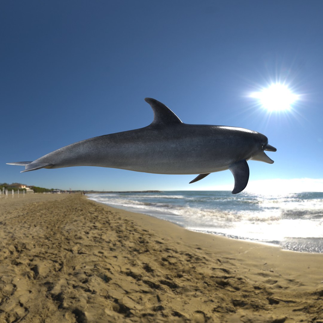 3D model bottlenose dolphin https://p.turbosquid.com/ts-thumb/5U/CIUMEL/HRyuIBoY/image_07/png/1606578669/1920x1080/fit_q87/5a4eb03e423869746af410a0742f5b77823186ac/image_07.jpg