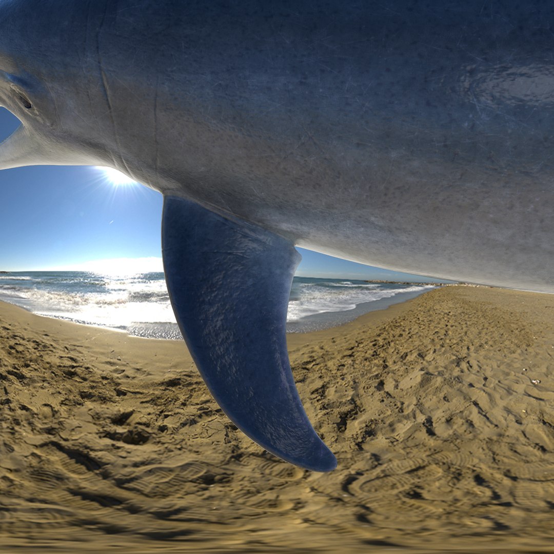 3D model bottlenose dolphin https://p.turbosquid.com/ts-thumb/5U/CIUMEL/XRn6KZFE/close_02/png/1606586687/1920x1080/fit_q87/fe043f53f61751a09a73adfe851e4032d6894c07/close_02.jpg
