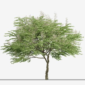 3D Set of Aralia elata or Japanese angelica Tree - 2 Trees model