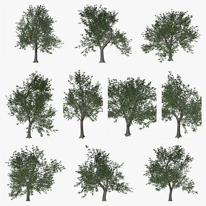 Green Ash Tree Collection 3D