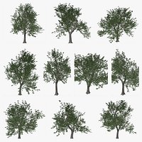 Green Ash Tree Collection