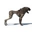 Hell Dog