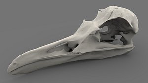 skull bird realistic 3D model