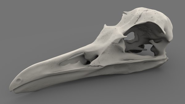 鸟类头部骨骼图片