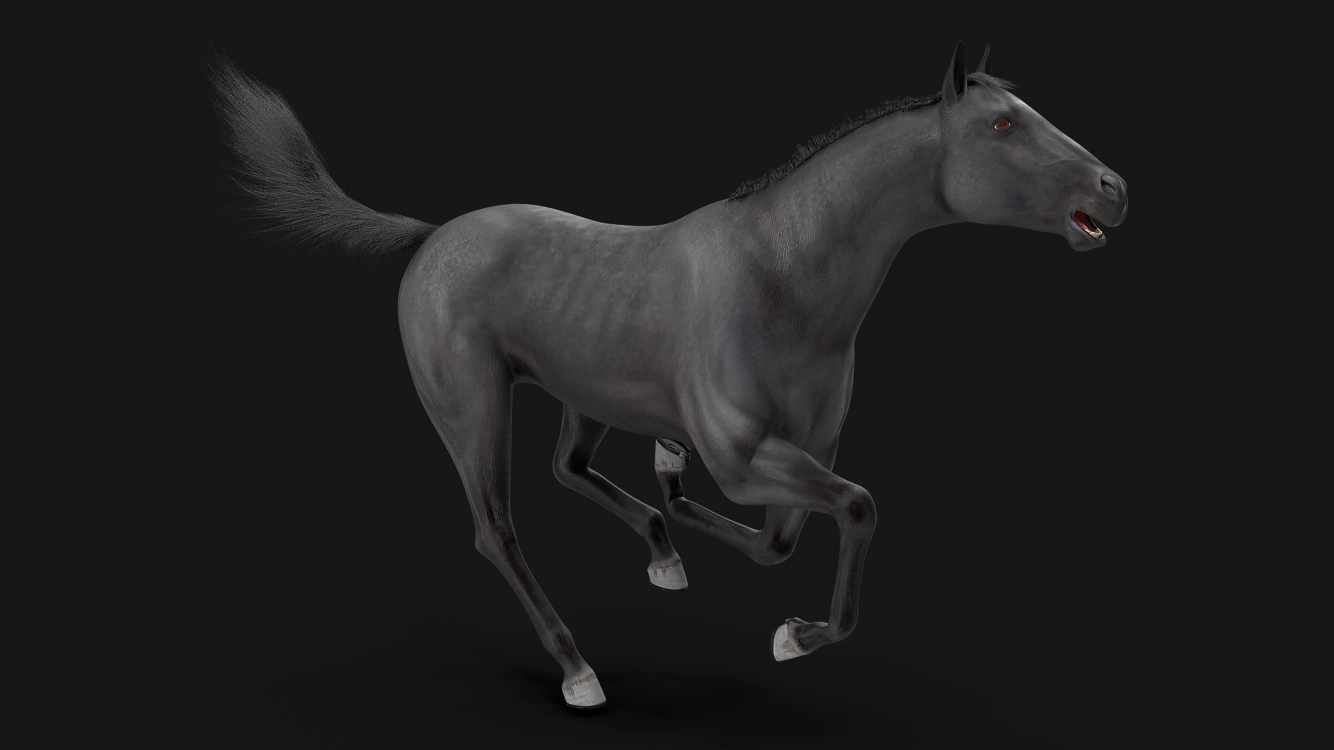 Black Horse Fur Rigged 3D model preview