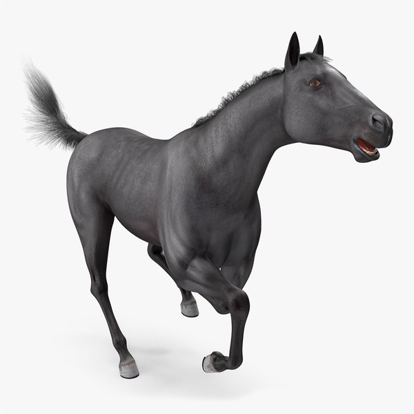 black horse fur rigged model